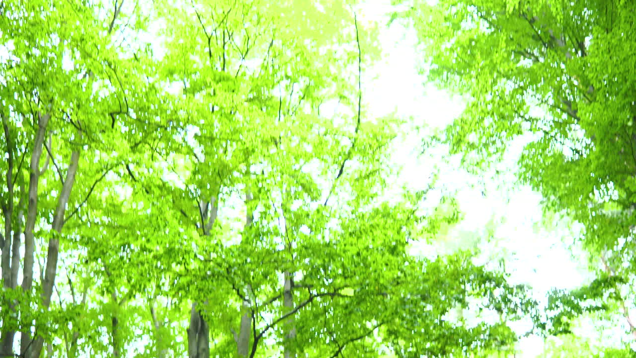 고 은 줄기가 있는 초록색 울창한 나무들이 숲 안에서 고 밝은 하늘 아래 있습니다.