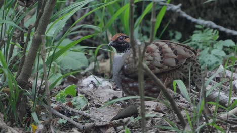 aves raras de nepal