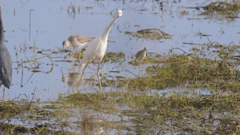 Silberreiher-Und-Gelbschenkel-Laufen-In-Grasbewachsenen-Feuchtgebieten,-Fressen-Und-Waten