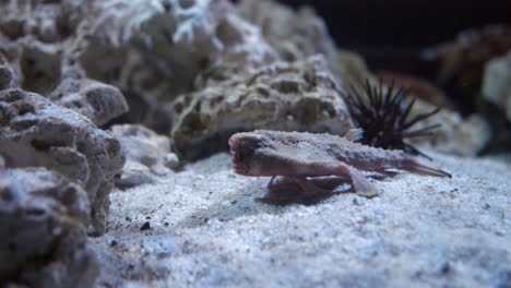 brazilian batfish dwelling on sandy bottom of a fish tank at florida aquarium in tampa bay, florida