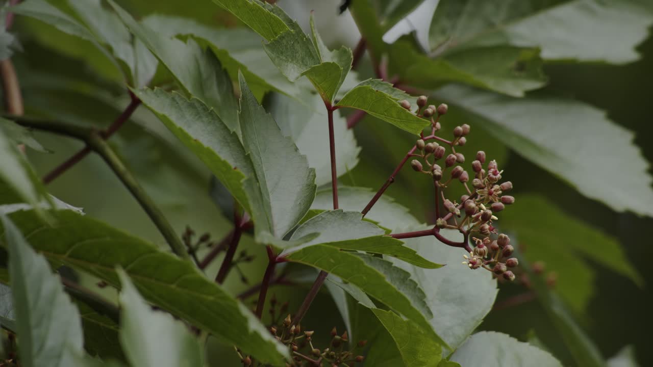 폴란드에서 바람에 움직이는 식물의 잎, 정적인 클로즈업 샷