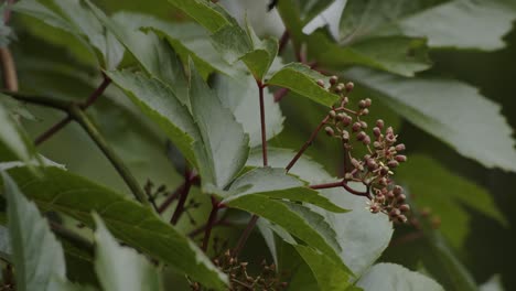 hojas de una planta que se mueve en el viento en polonia, tiro estático de cerca