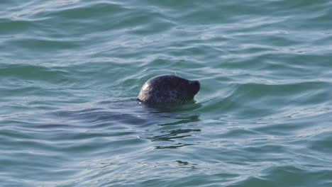 Kopf-Eines-Seehundes-Mit-Schnurrbart,-Der-In-Fließendes-Meerwasser-Getaucht-Ist