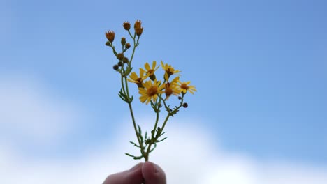 hand holding yellow ragwort flowers against blue sky