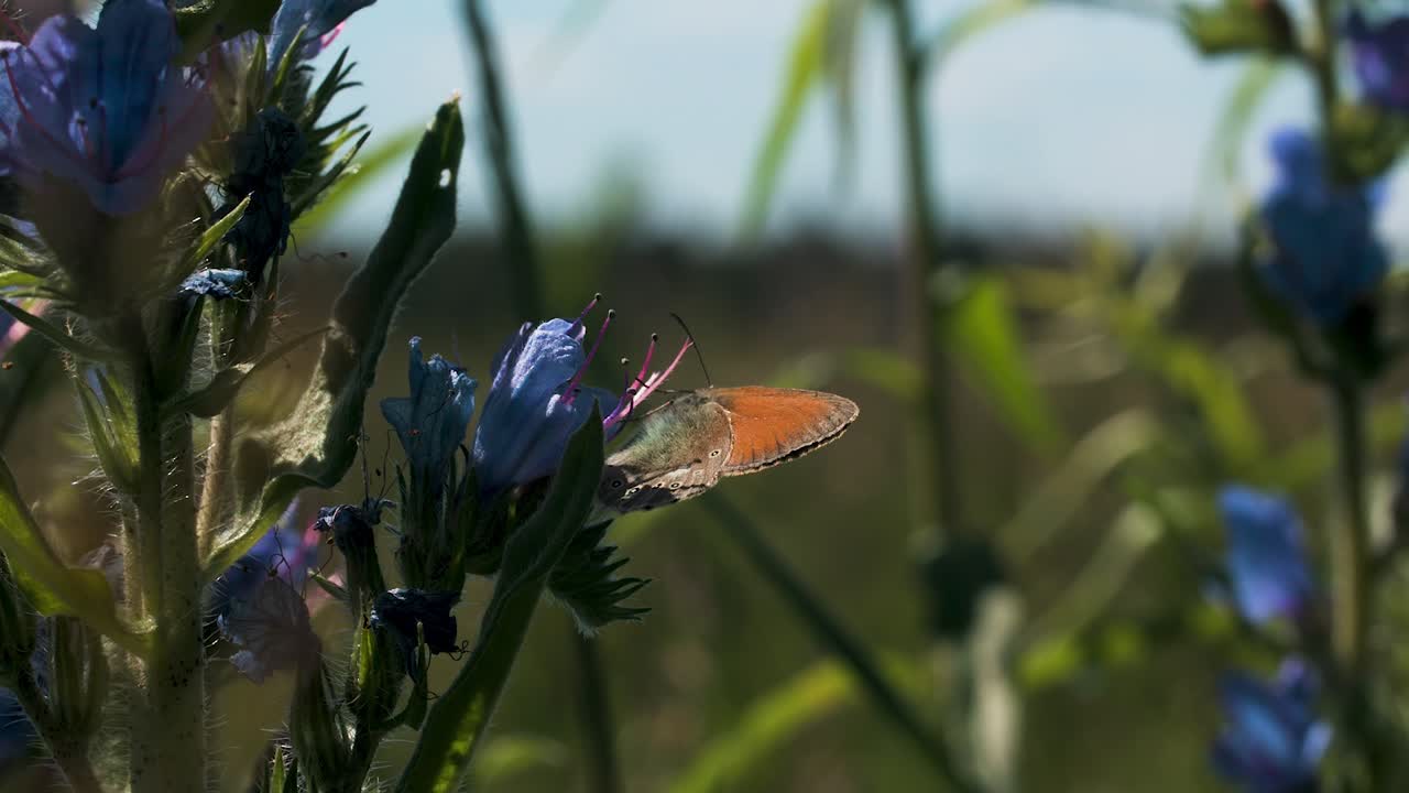 mariposa en una flor