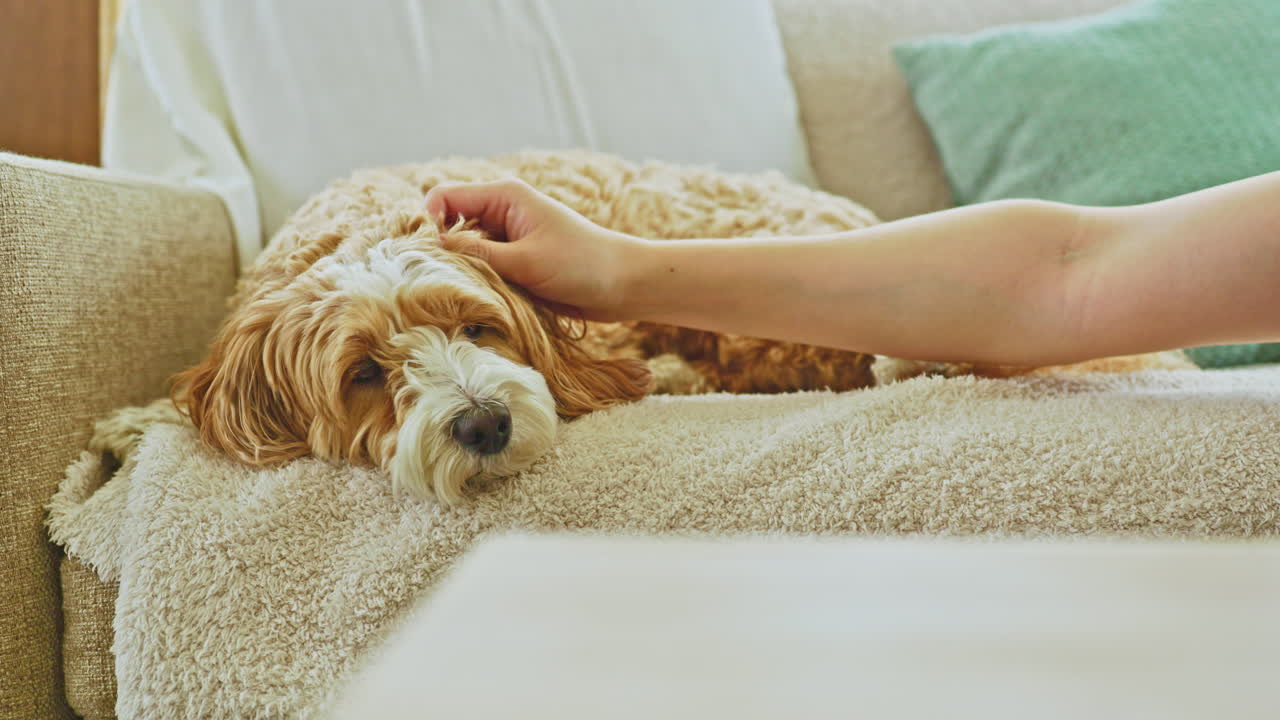 Un incrocio tra Barboncino Toy e Havanese è sdraiato sul divano mentre una persona gli accarezza dolcemente la testa in un accogliente salotto nel pomeriggio.