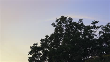 tree canopy foliage moving with wind, time-lapse clear skyline towards sunset