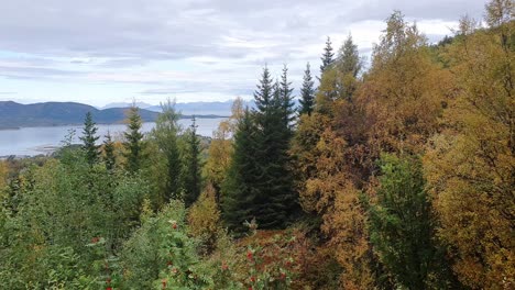 Bosques-Otoñales-Verdes-Y-Exuberantes-Del-Norte-De-Noruega