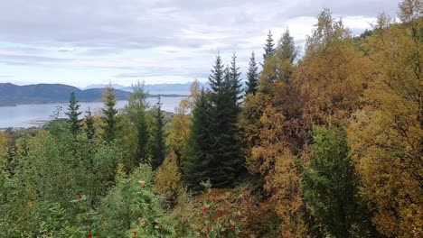 Lush-green-autumnal-Forests-of-northern-Norway