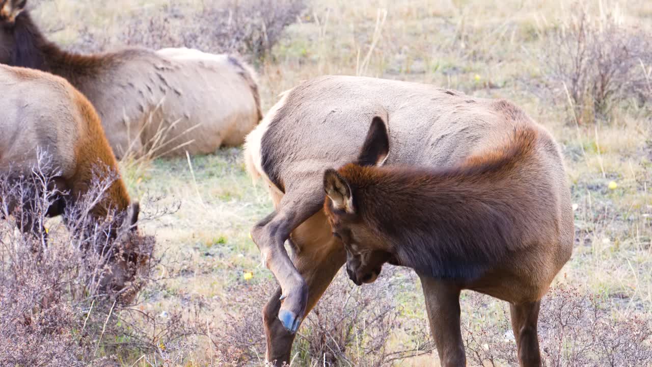 Una cerva adulta che si gratta la zampa con la testa nel Parco Nazionale delle Montagne Rocciose, all'interno di una mandria di animali selvatici nelle praterie del Colorado.