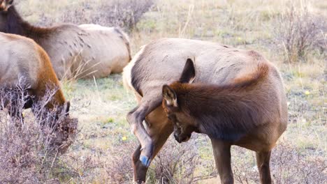 alce hembra adulta rascándose la pierna con la cabeza en el parque nacional de las montañas rocosas en una manada de vida silvestre en las praderas de colorado