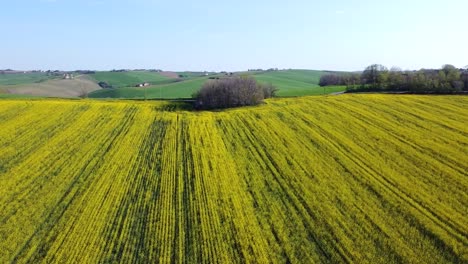 Vista-Aérea-Del-Floreciente-Campo-De-Colza-En-Un-Día-Soleado