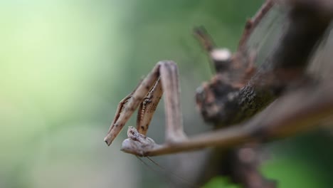 Heterochaetula-straminea,-Mantis,-4K-Footage