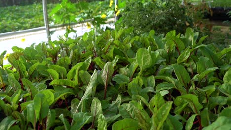 las plantas vegetales en crecimiento se sientan en un invernadero.