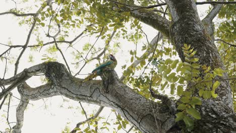 Ein-Großer-Grüner-Ara-Vogel,-Der-Auf-Dem-Baum-Im-Wald-Ruht---Aufnahme-Aus-Niedrigem-Winkel