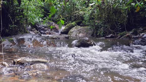 Vista-En-ángulo-Bajo-De-Un-Pequeño-Arroyo-Balbuceante-En-Un-Exuberante-Bosque-Verde