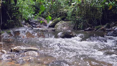 vista de bajo ángulo de primer plano de un pequeño arroyo balbuceante en un bosque verde exuberante