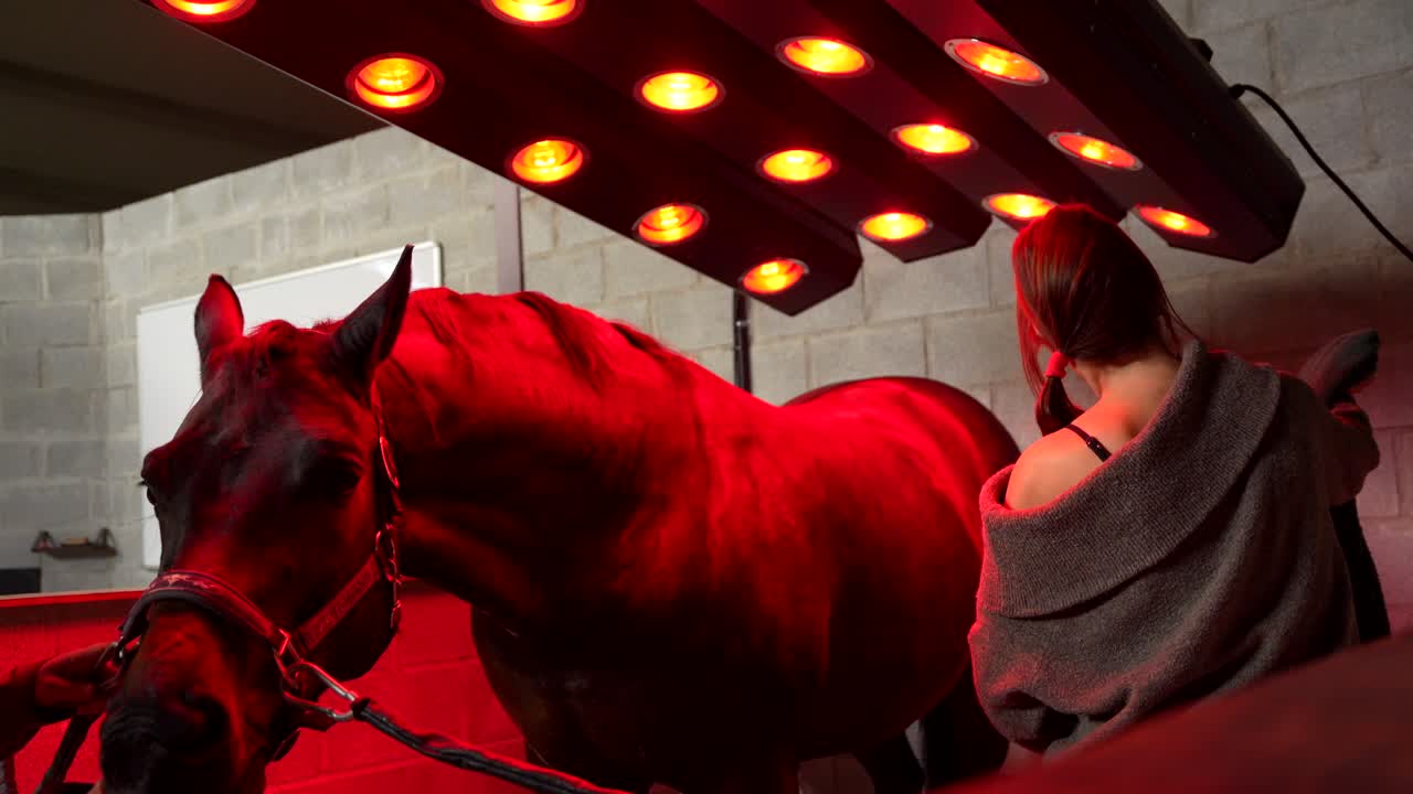 Horse Under Red Light Therapy