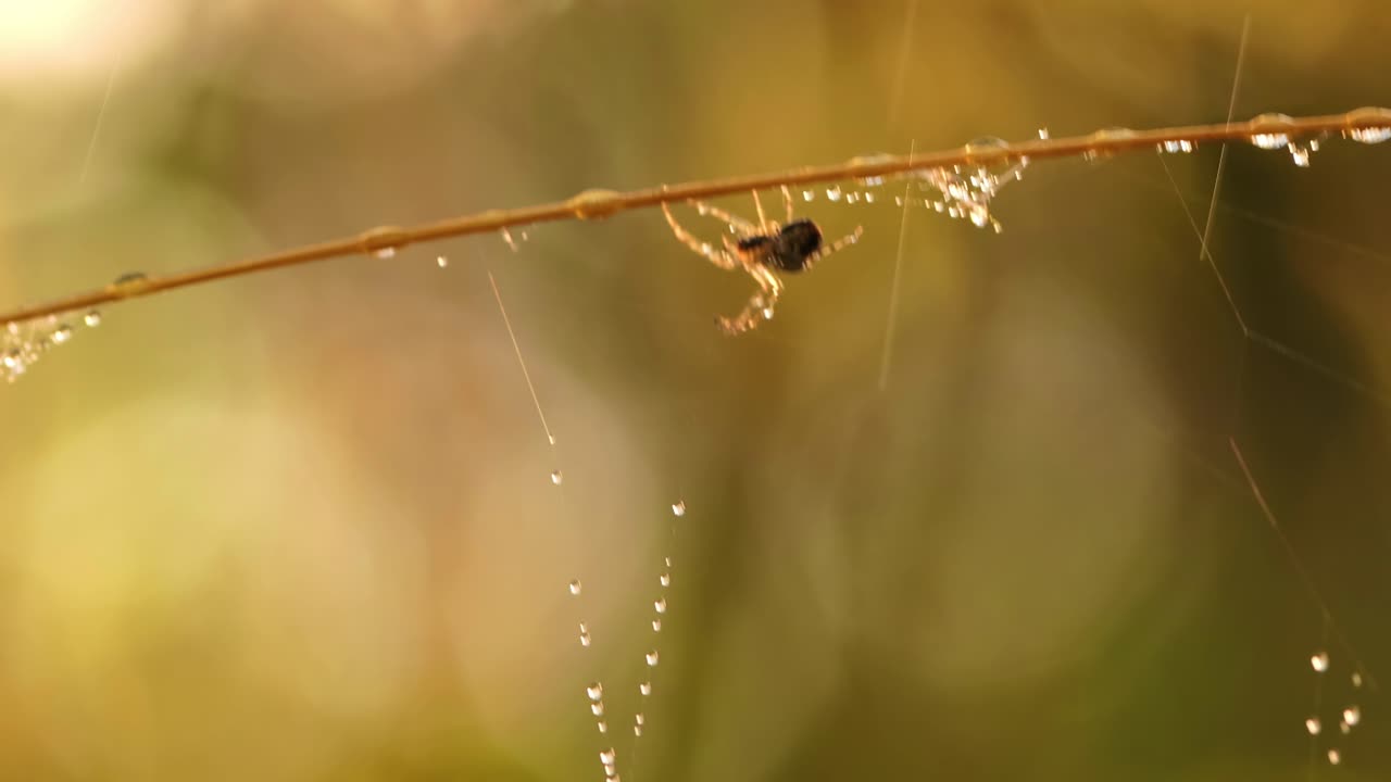 gotas de lluvia en la telaraña, telarañas en pequeñas gotas de lluvia.