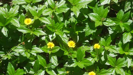 Small-yellow-flower,-Merigold-daisy-bush-in-full-bloom,-nature,-up-close