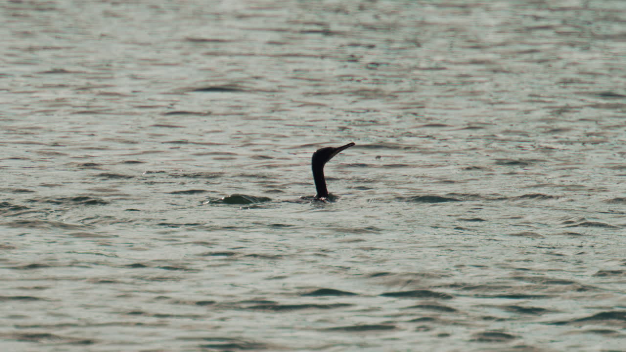 A cormorant swims among jumping fish, diving and resurfacing as it hunts
