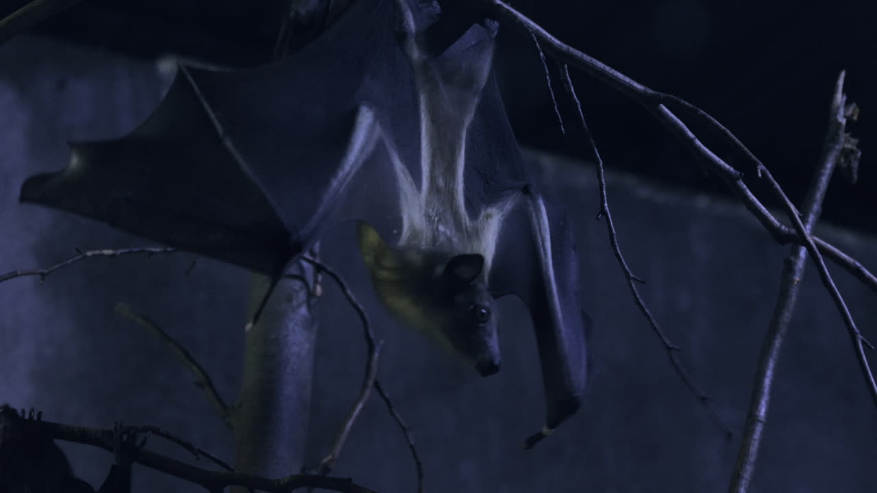 большие фруктовые летучие мыши в темной пещере