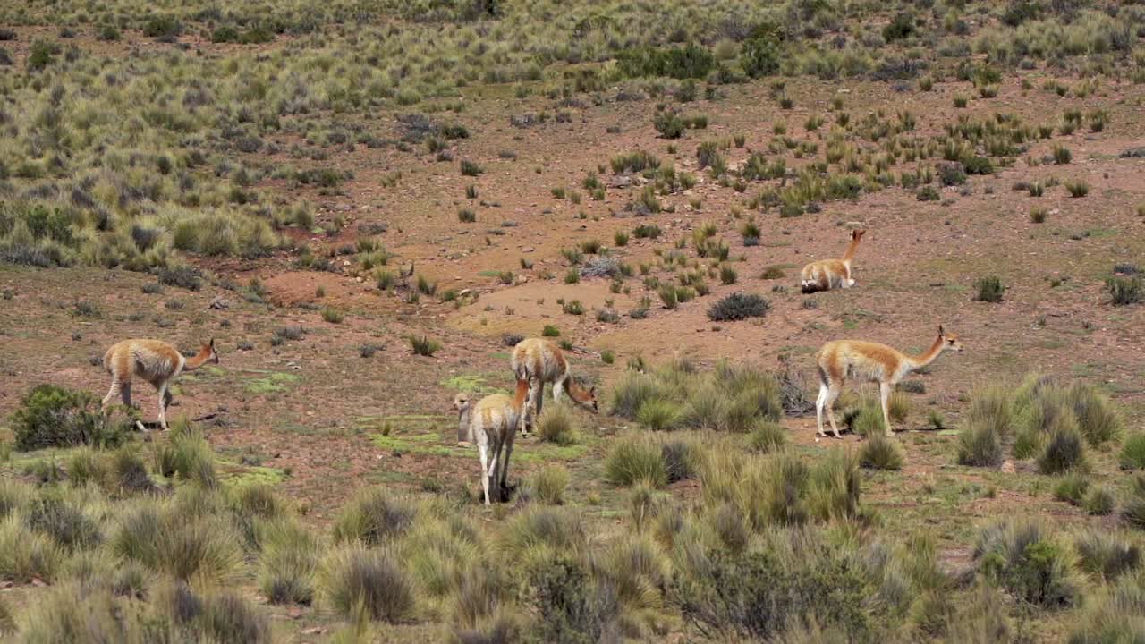 아름다운 빛 날 을 즐기는 안데스 비쿠나 들 의 무리
