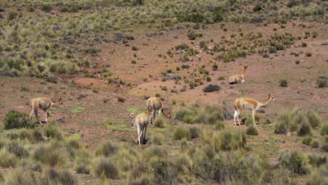 un grupo de vicuñas andinas disfrutando de un hermoso día soleado