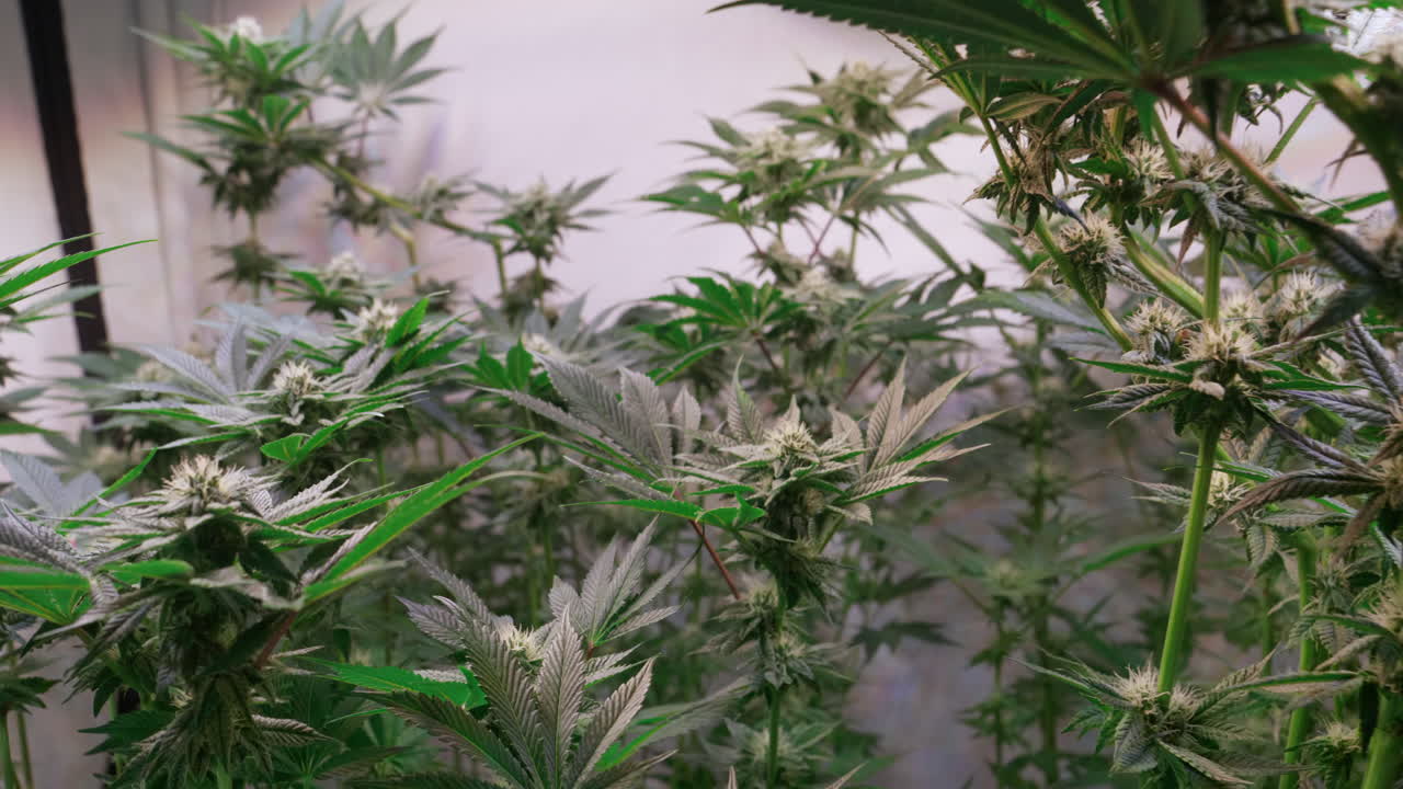 개화 단계에서 성장 텐트에서 자라는 대마초 식물의 샷