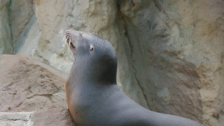 Sea lion lying on the rock