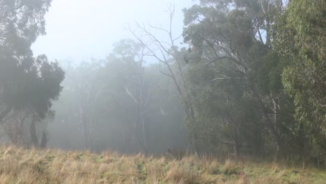 niebla matutina en un prado rural en el sur de australia con matorrales circundantes