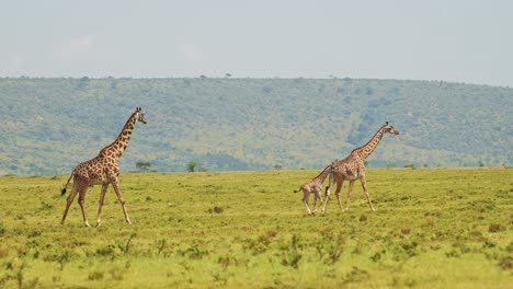 Slow-Motion-Shot-of-Giraffe-and-cute-baby-with-mother-walking-together-in-African-Wildlife-in-Maasai-Mara-National-Reserve,-Kenya,-Africa-Safari-Animals-in-Masai-Mara-North-Conservancy