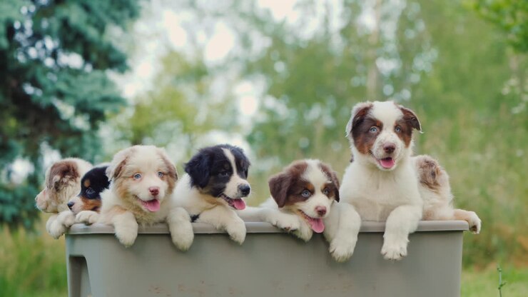 A Group Of Carefree Little Puppies Peeping Out Of A Basket In The Garden