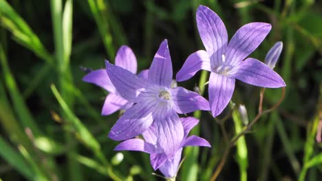 las campanas azules en flor son hermosas flores fragantes