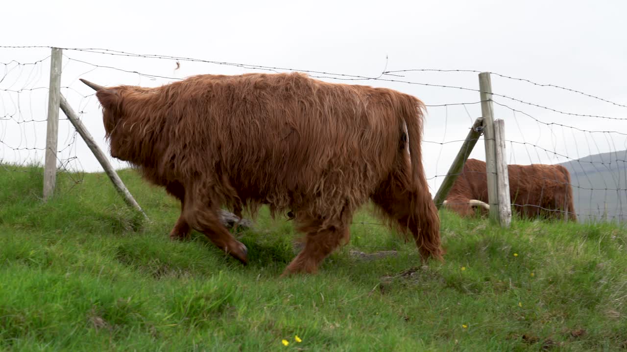 Primo piano di mucche Shetland pelose che pascolano e camminano attraverso una recinzione nelle Isole Fær Øer