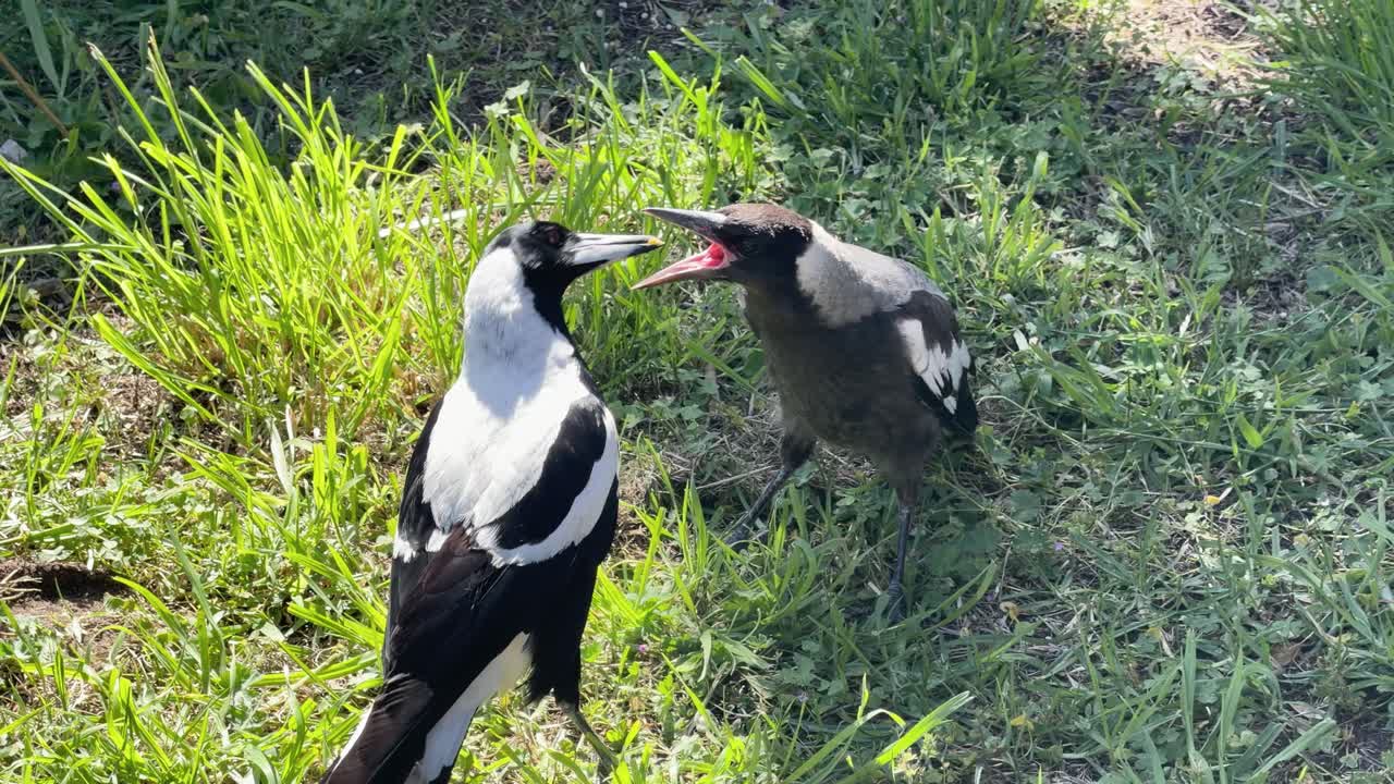 Adult magpie feeds hungry chick on grassy ground, natural sunlight, slow motion, overhead view