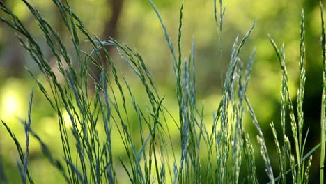 Grass calmly waving in the wind. Spring night in Swedish nature. Close up depth of field footage.