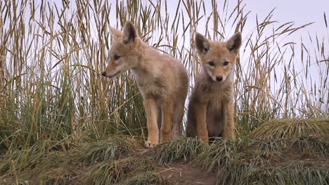 two young coyote pups exploring the environment near their den