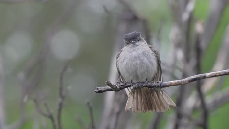 Gekrönter-Schieferschnäpper,-Kräuselt-Federn-Zum-Putzen,-Sitzt-Im-Regen-Auf-Einem-Ast