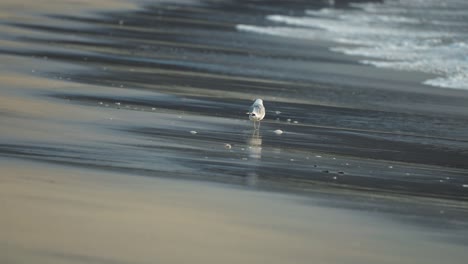 seagull walking along a beach with an incoming tide