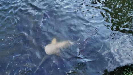 Carp-and-catfish-swimming-eagerly-in-a-pond-in-Koh-Samui,-Thailand,-reflecting-sunlight