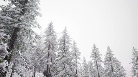 Flug-über-Dem-Winterwald