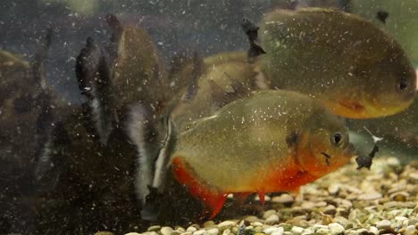 particle filled fresh water with piranhas eating white fish, aquarium shop