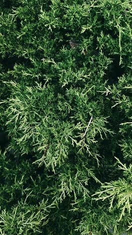 close-up view of evergreen bushes