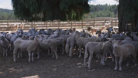 shaved sheep relaxing under tree during hot day in fenced yard, wool production