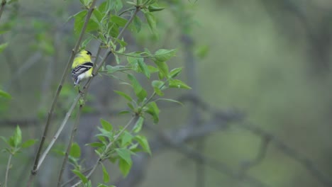 isolated shot of an american gold finch, bird perched on a tree branch