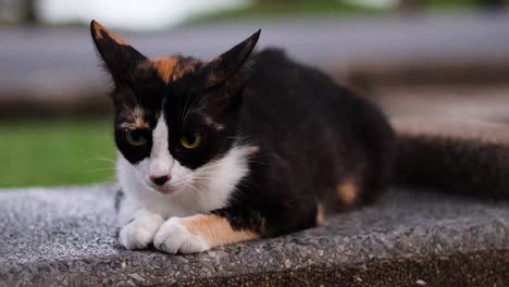 a tricolor cat relaxes on a stone bench