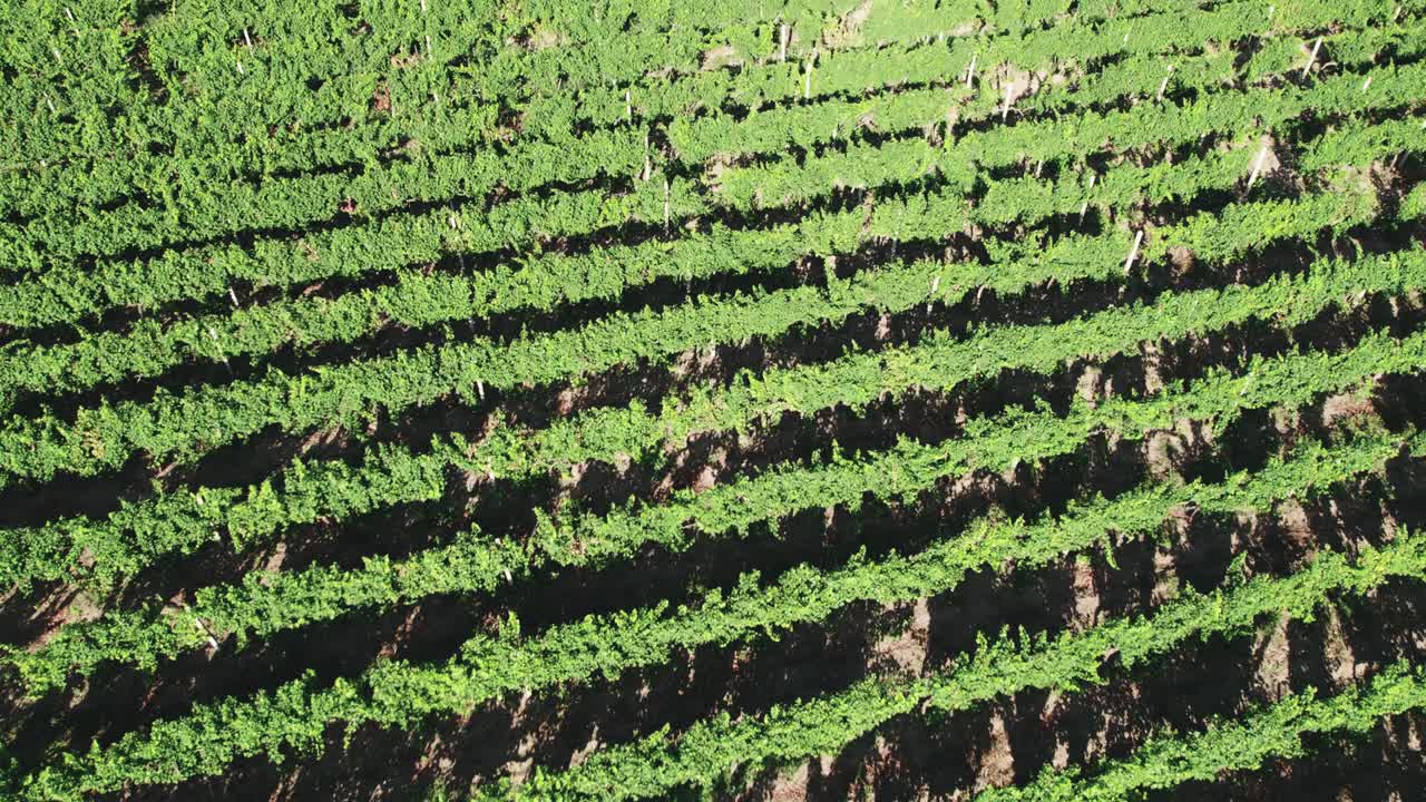 plantación con arbustos de viña