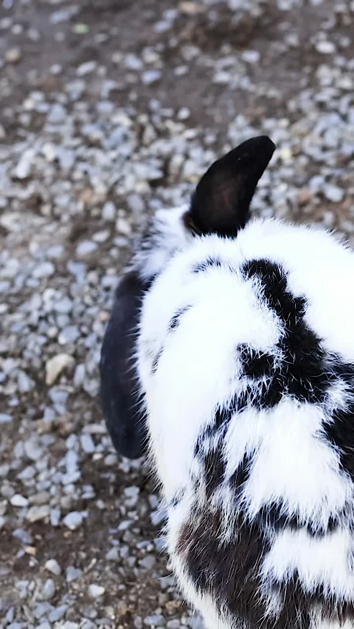 conejo blanco y negro