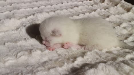 white newborn bengal kitten on a blanket